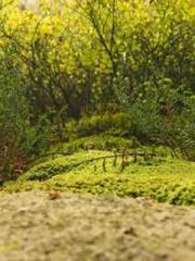 The  Princess  Rebor