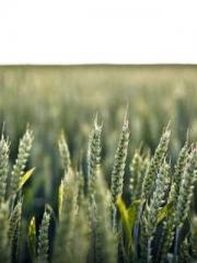 Eternal Sword Ancest