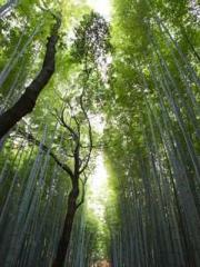 The Uncle Emperor Do