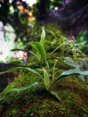 The Poisonous Doctor